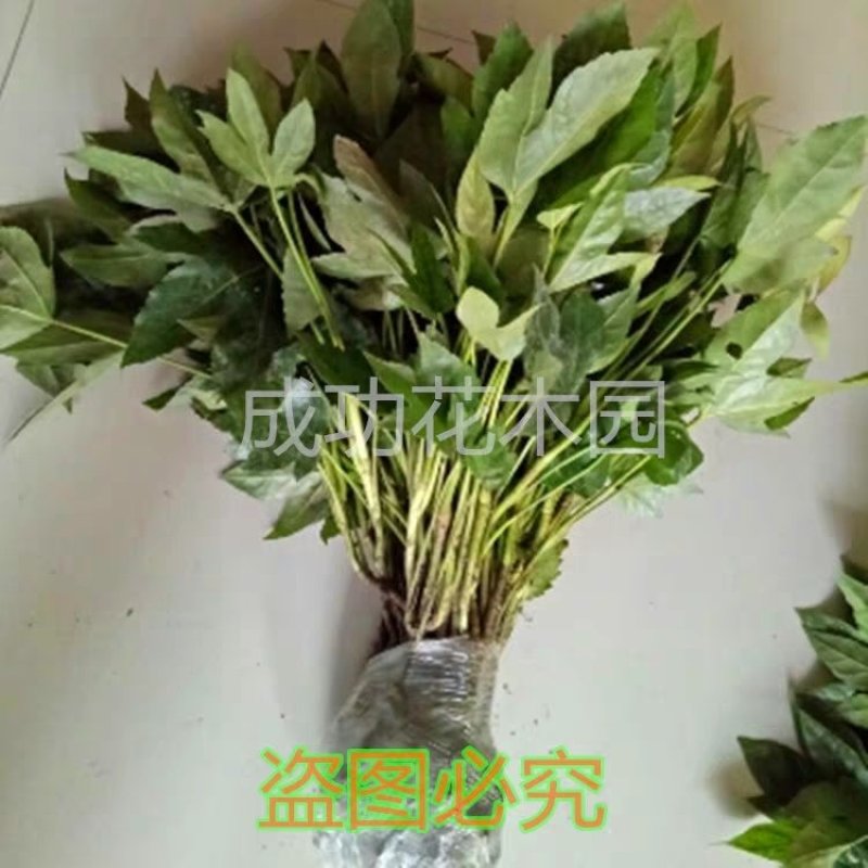 八角金盘苗成活率高耐寒四季长青现起现挖放心苗