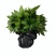 八角金盘苗成活率高耐寒四季长青现起现挖放心苗