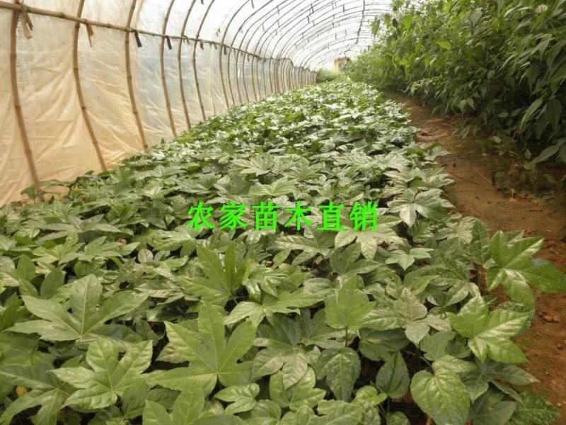 八角金盘苗成活率高耐寒四季长青现起现挖放心苗