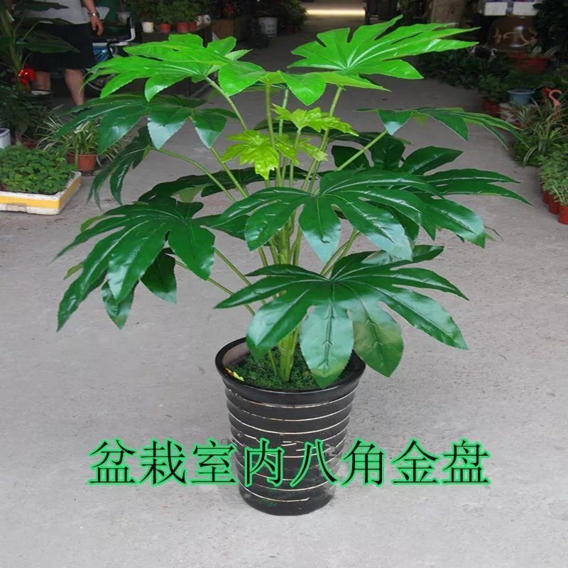 八角金盘苗成活率高耐寒四季长青现起现挖放心苗