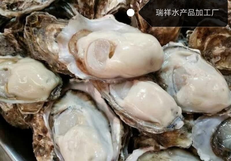 大连生蚝，鲜活生蚝，生蚝，