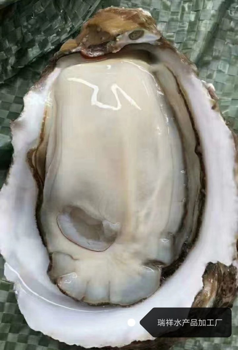 大连生蚝，鲜活生蚝，生蚝，