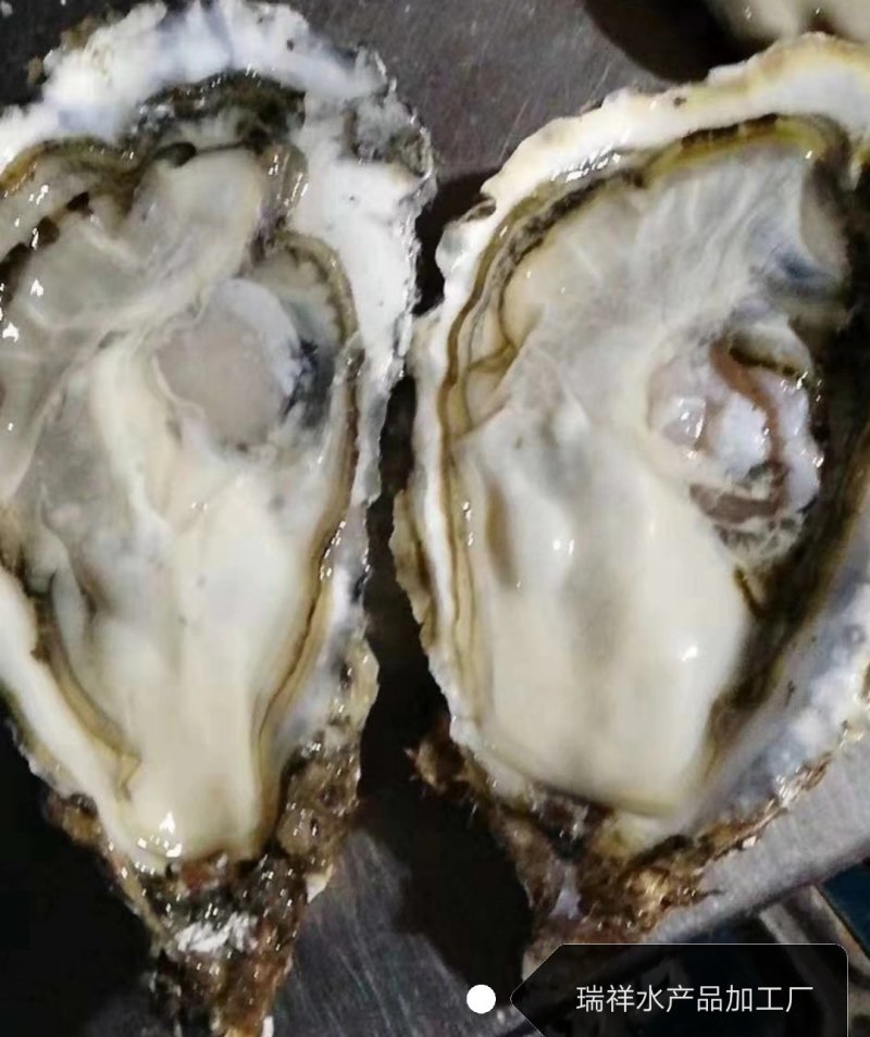 大连生蚝，鲜活生蚝，生蚝，