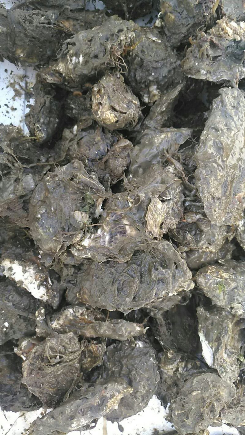 大连生蚝，鲜活生蚝，生蚝，