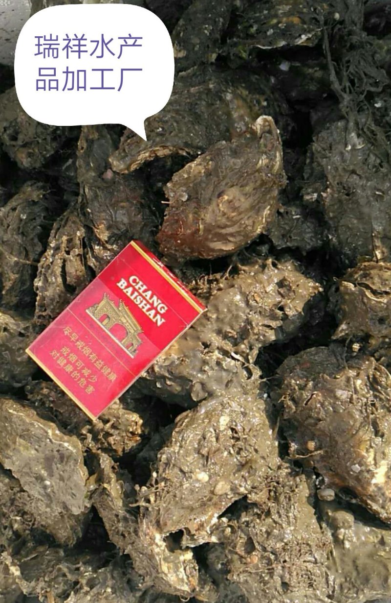 大连生蚝，鲜活生蚝，生蚝，