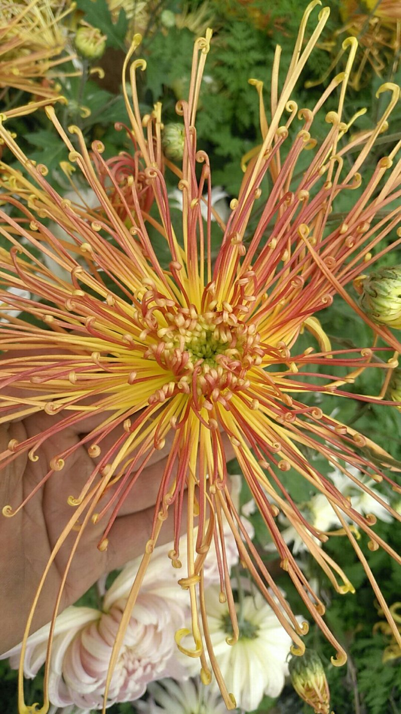 观赏菊花