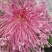观赏菊花