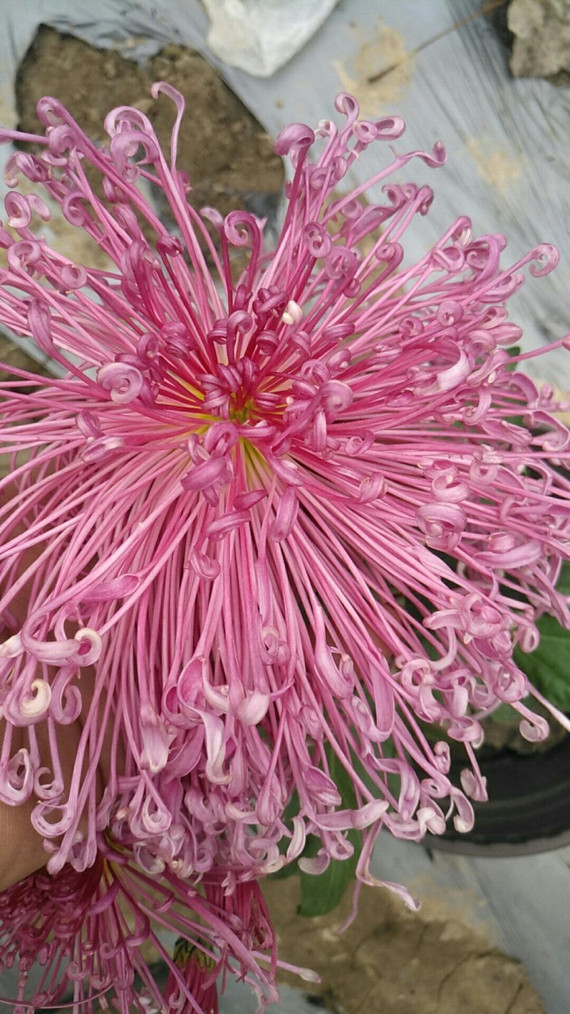 观赏菊花