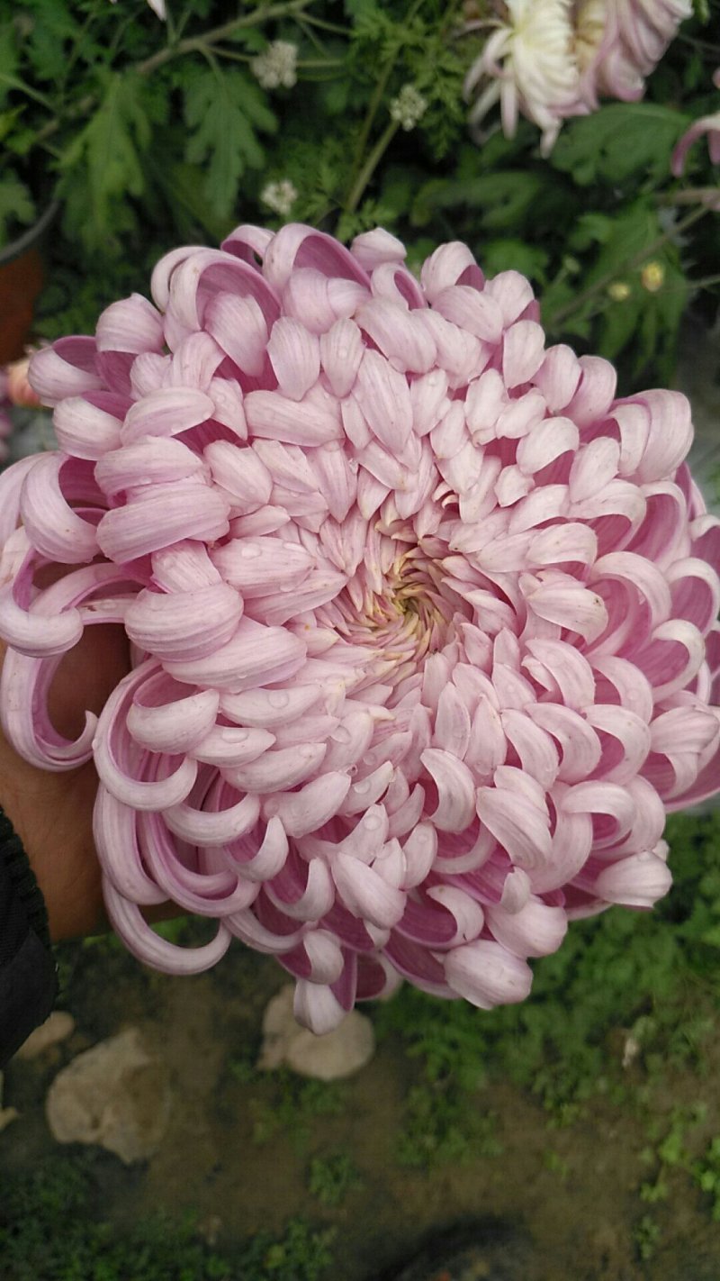 观赏菊花