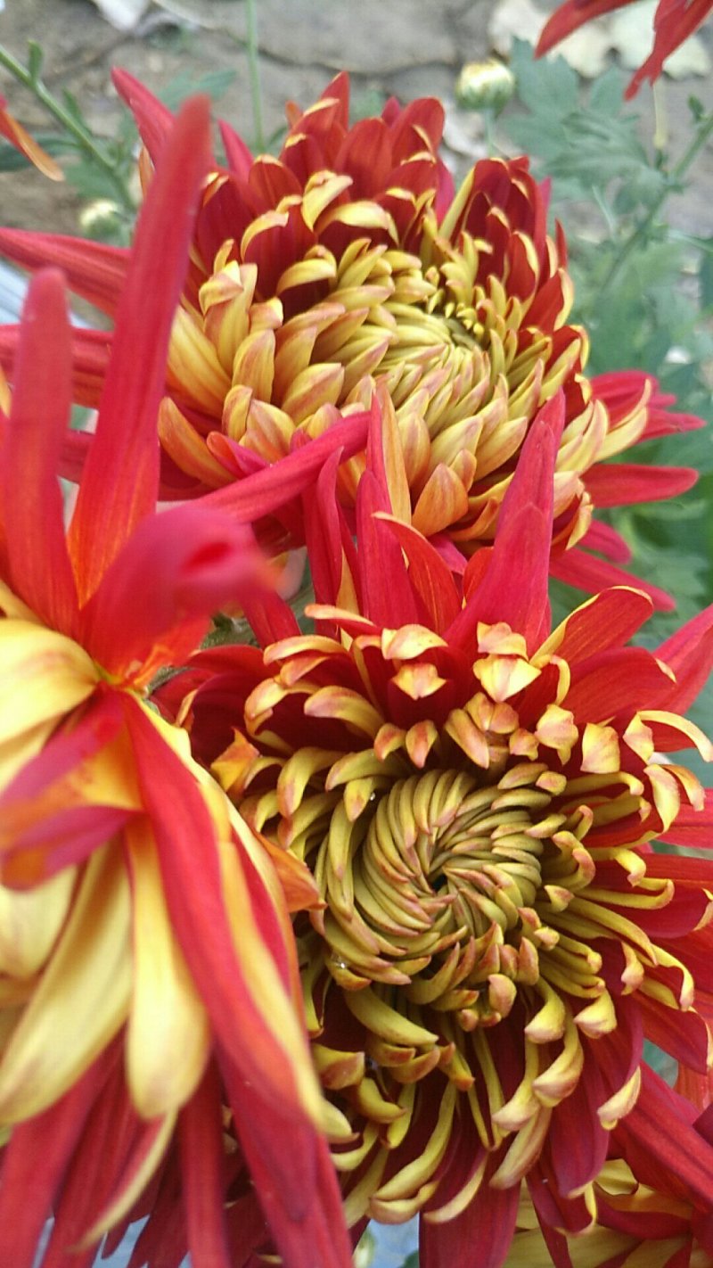 观赏菊花