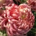 观赏菊花