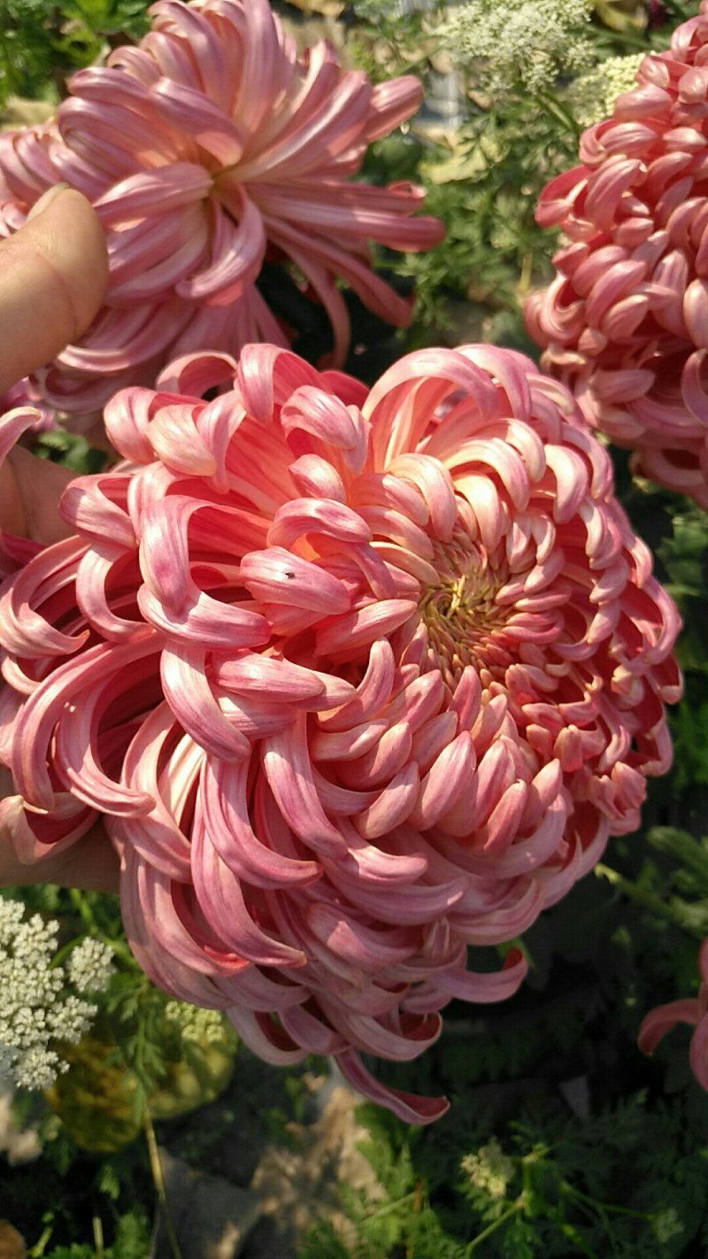 观赏菊花