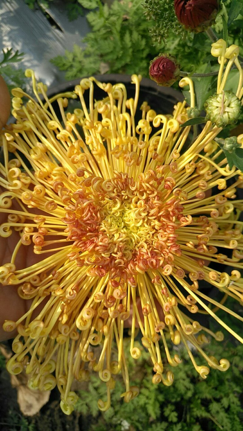 观赏菊花
