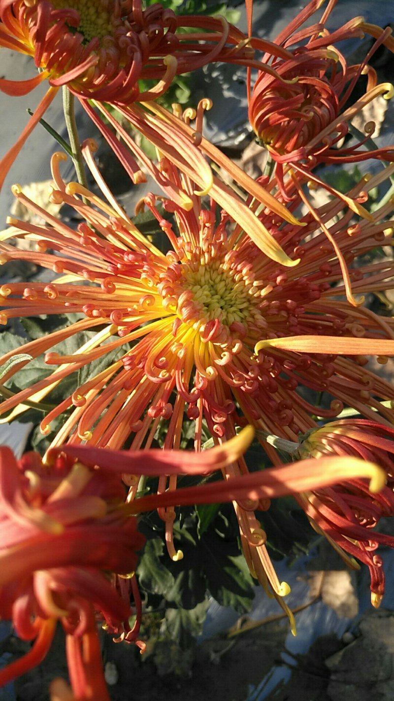 观赏菊花