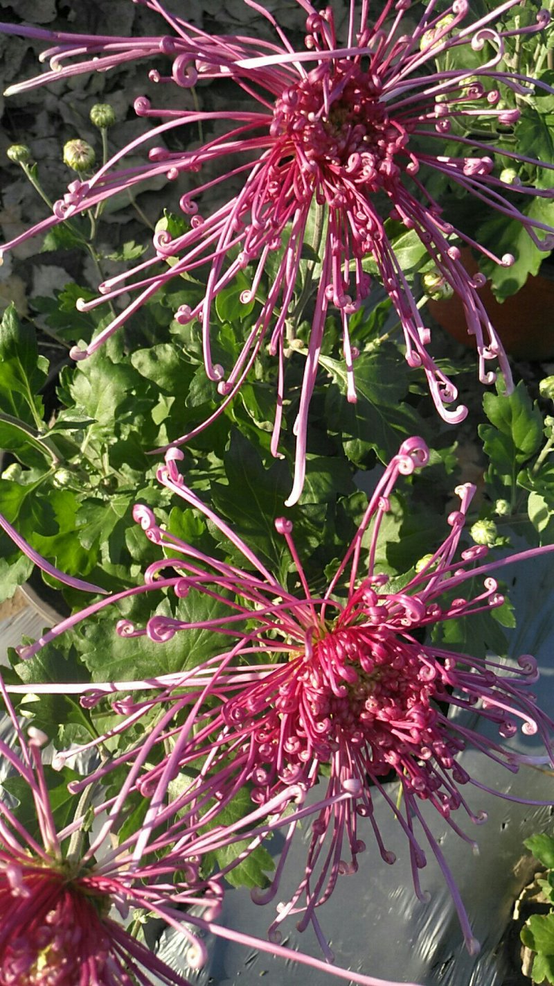 观赏菊花
