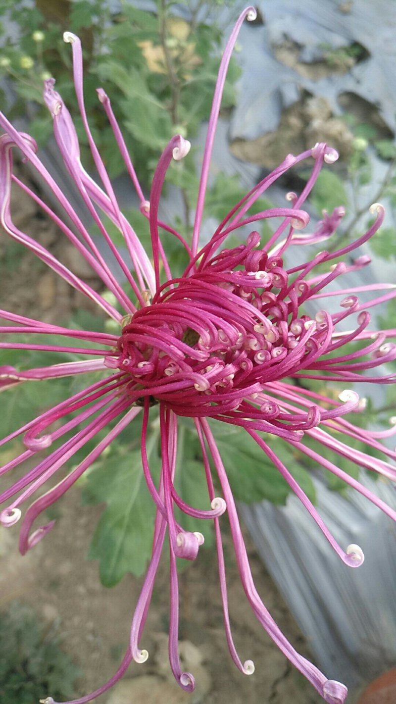 观赏菊花