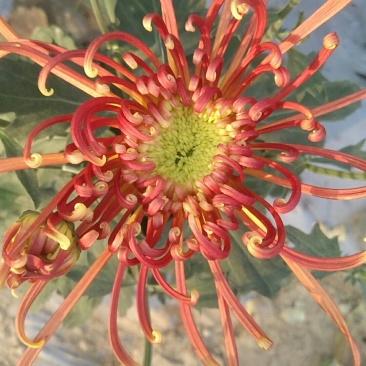 观赏菊花