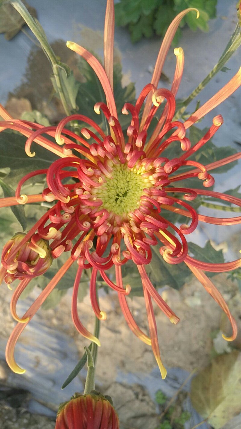 观赏菊花