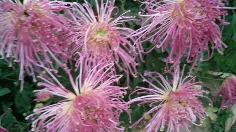 观赏菊花