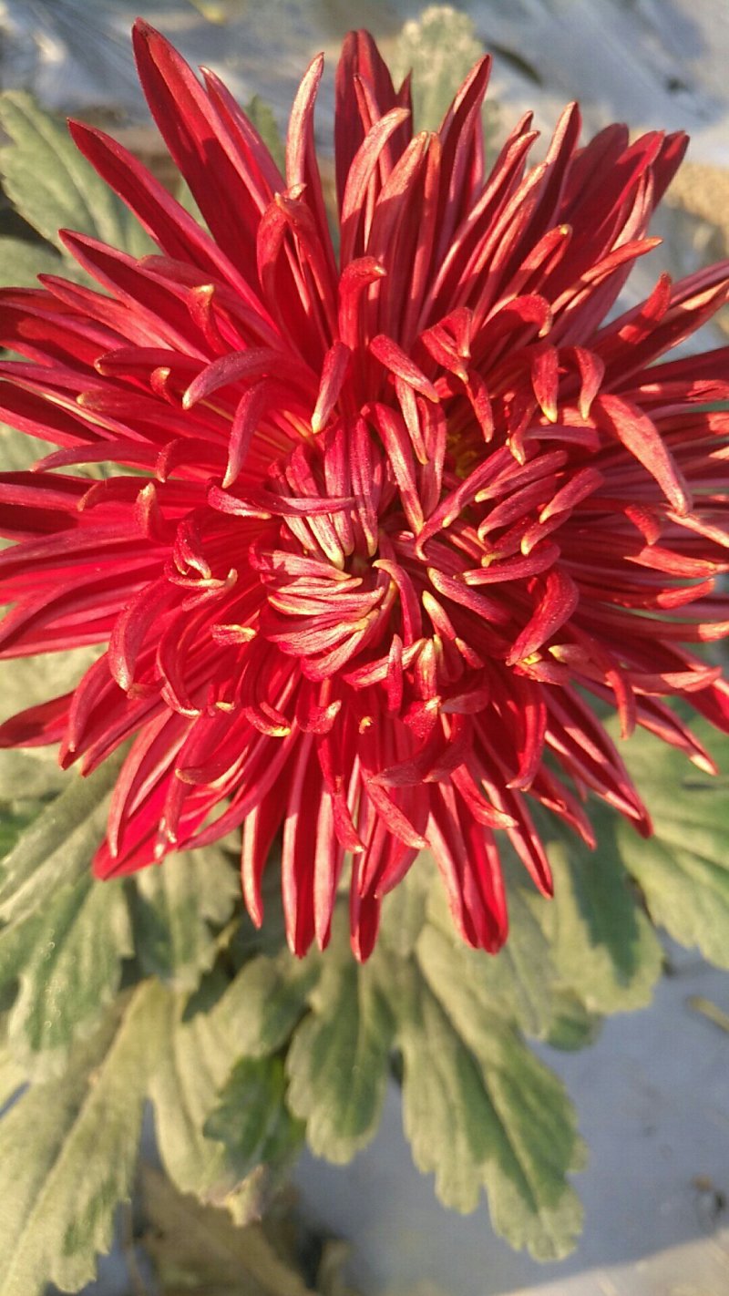 观赏菊花