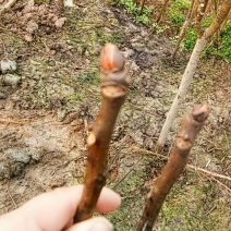 神奇的树上蔬菜香椿