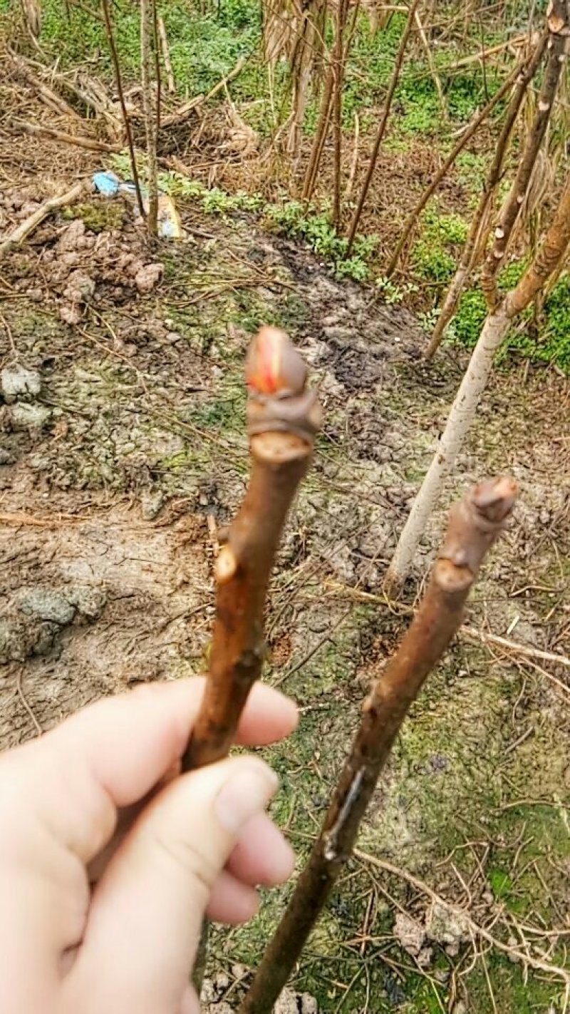 神奇的树上蔬菜香椿