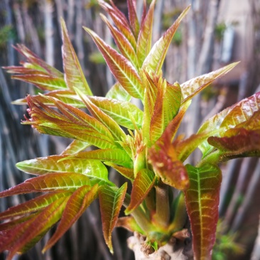 头茬香椿芽