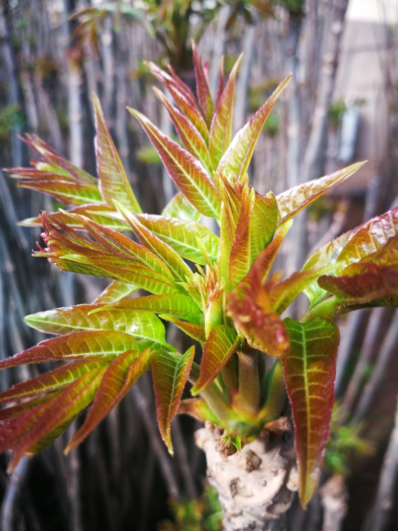 头茬香椿芽