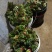 头茬香椿芽