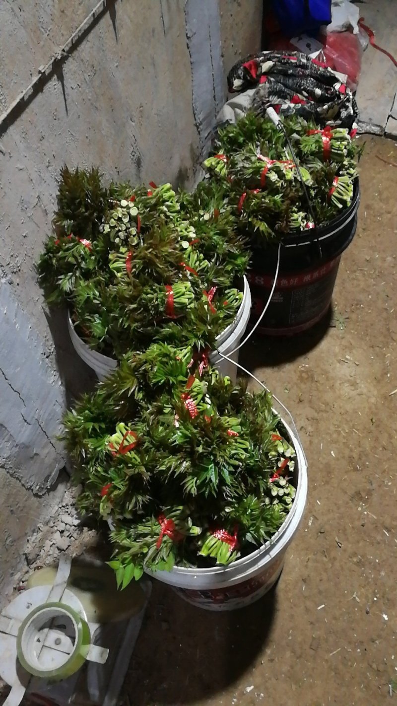 头茬香椿芽