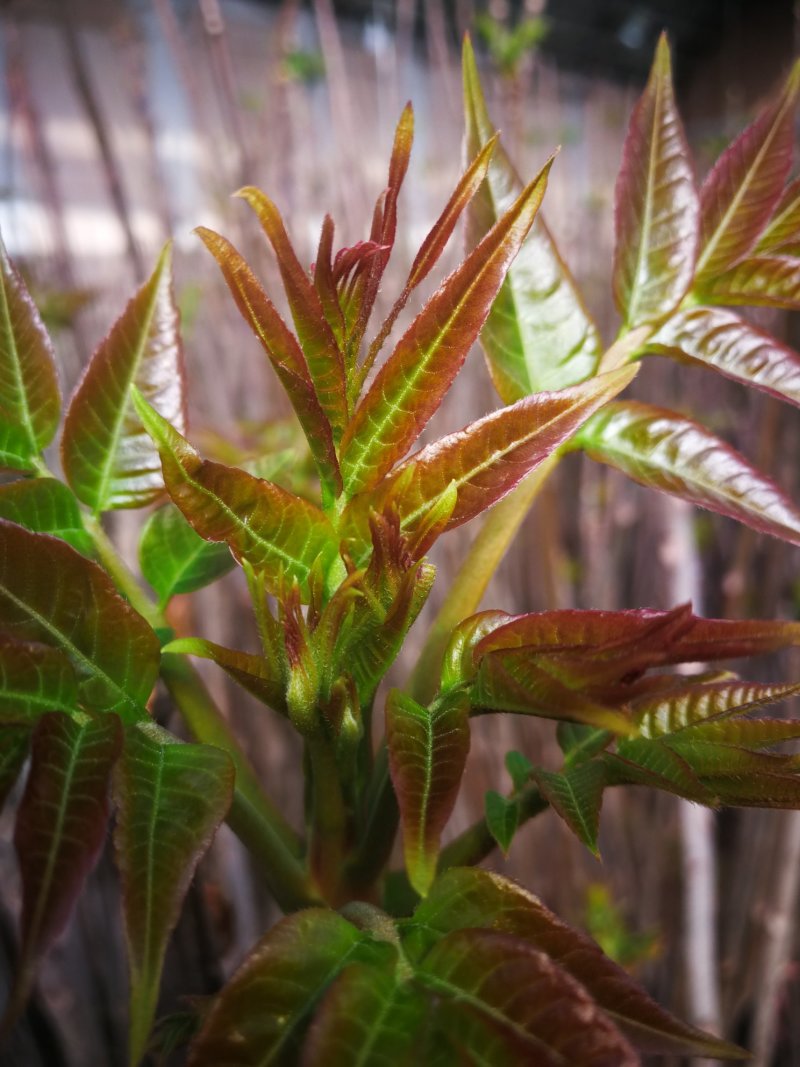 头茬香椿芽