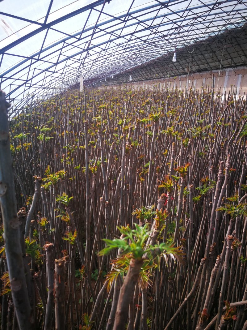 头茬香椿芽
