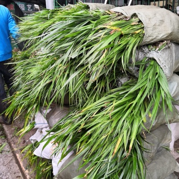 吉祥草各种草本地被植物