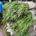 吉祥草各种草本地被植物