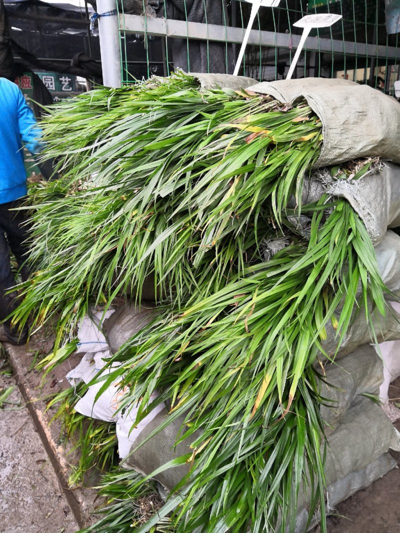 吉祥草各种草本地被植物