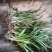 吉祥草各种草本地被植物