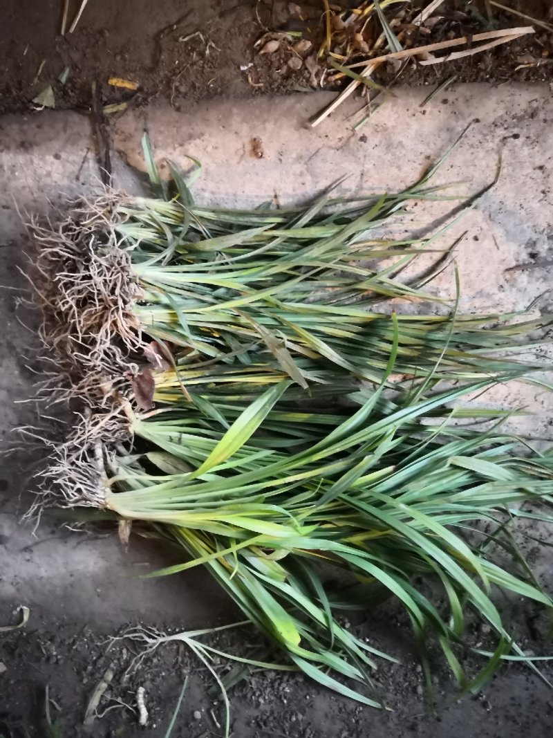 吉祥草各种草本地被植物