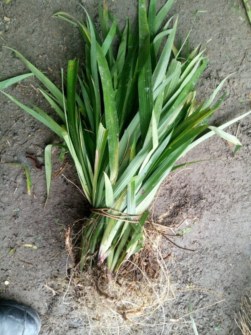 鸢尾各种鸢尾花草类植物