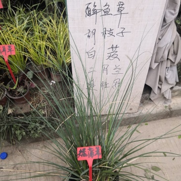 蒲苇各种草本植物花草