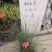 蒲苇各种草本植物花草