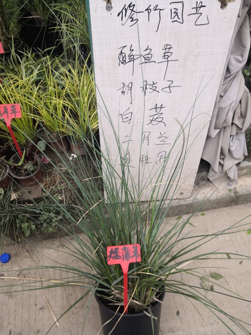 蒲苇各种草本植物花草