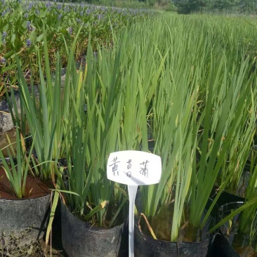 黄菖蒲各种菖蒲品种繁多
