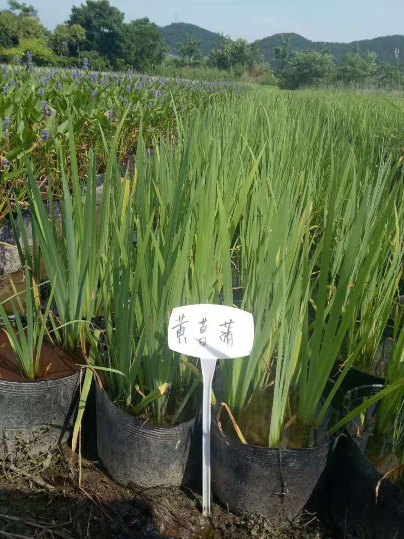 黄菖蒲各种菖蒲品种繁多