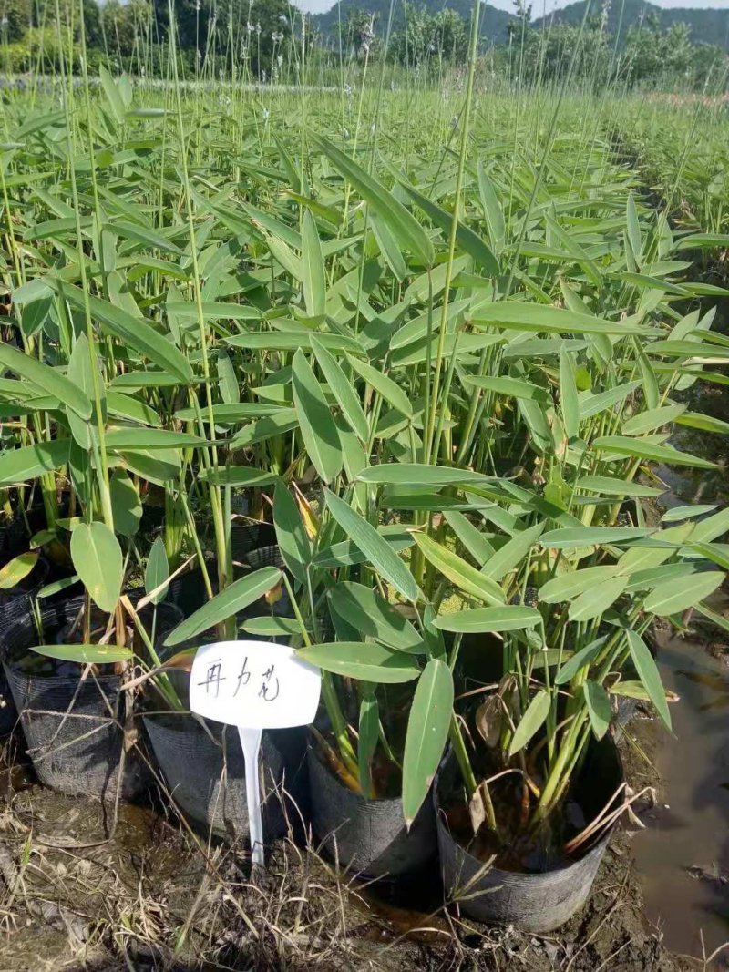 黄菖蒲各种菖蒲品种繁多