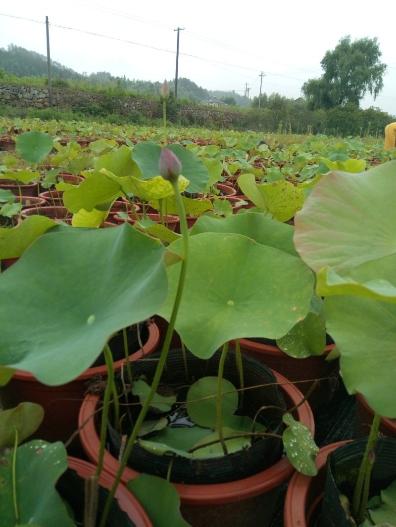 荷花各种水生植物品种齐全