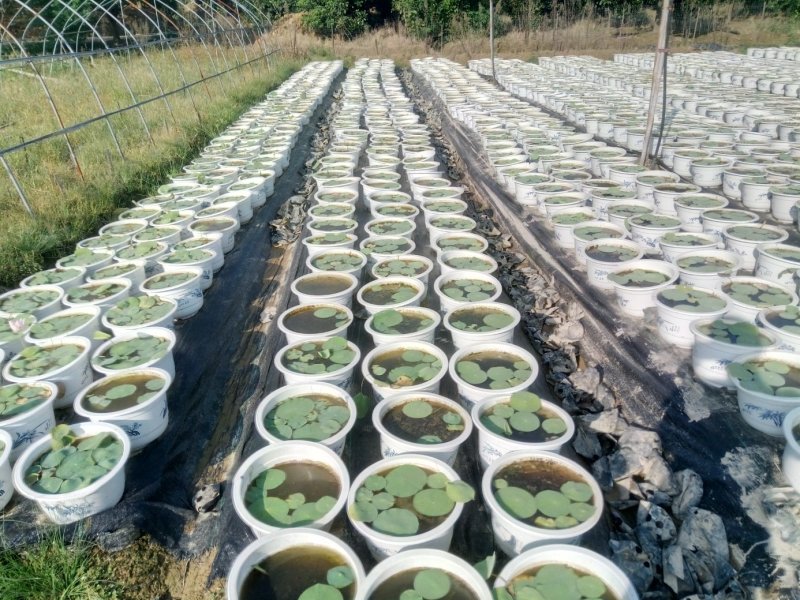 荷花各种水生植物品种齐全