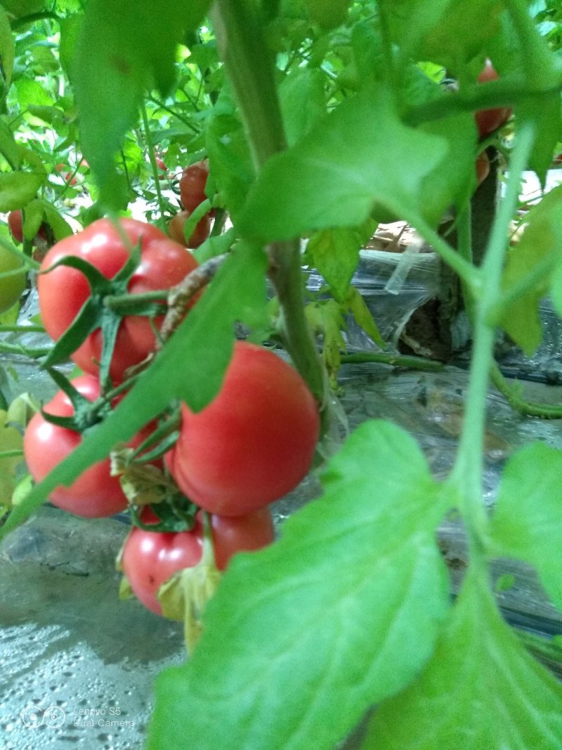 【促销】硬粉山东西红柿商河西红柿番茄现摘基地直销