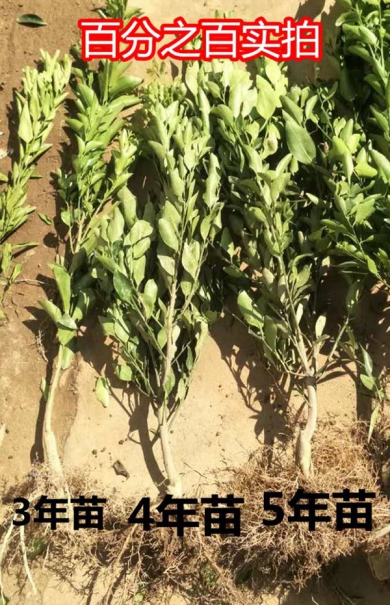 无核袄柑苗甜度高，水分足，包品种免费后期指导