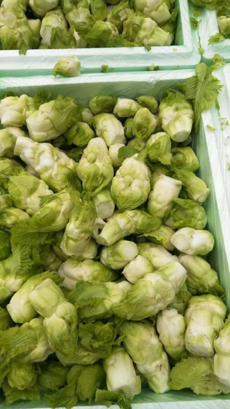 儿菜精品儿菜