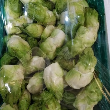 儿菜精品儿菜